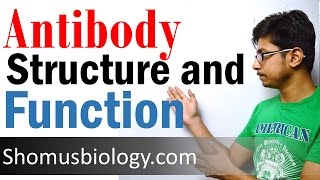 Antibody structure and function [upl. by Annelise]