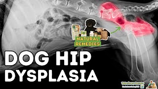 Natural Remedies For Hip Dysplasia [upl. by Clarie774]