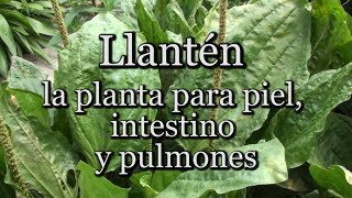 Llantén la planta para piel intestino y pulmones con Josep Pàmies [upl. by Corbie216]