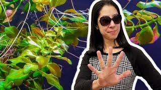 5 Things I Wish I Knew Before Growing Rooted Aquarium Plants [upl. by Trebor]