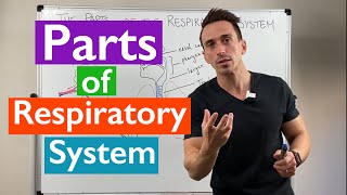 Parts of the Respiratory System  Overview [upl. by Attennek]