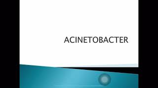 Acinetobacter [upl. by Ardnuassac]