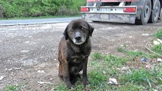 Saving This Homeless Dog Just Before A Rainstorm [upl. by Neirual225]