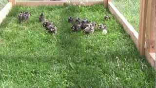 Silver laced Wyandotte chicks in the chicken tractor [upl. by Anahsed]