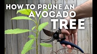 How to Prune an Avocado Tree [upl. by Oiziruam]