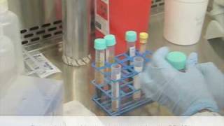 Isolation of peripheral blood mononuclear cells using ficoll1077 [upl. by Nnayhs]