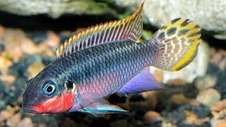 Kribensis  Nigerian Red Update  How to Build Dwarf Cichlid Apistogramma amp Krib Caves or Hides [upl. by Ennirak11]