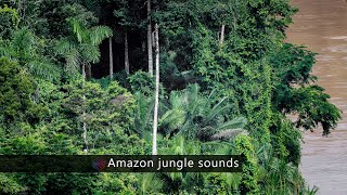 Amazon Jungle sound effects library  nature and wildlife sounds from the Amazon rainforest [upl. by Naves]