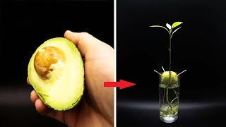 Growing AVOCADO Tree Time Lapse  127 Days [upl. by Htebaras477]