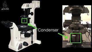 Microscope alignment for optimal image quality Koehler Illumination [upl. by Cohleen]