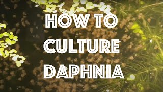 How To Culture Daphnia Magna [upl. by Norra]