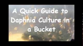 How to culture daphnia outside [upl. by Sommer165]