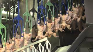 An Inside Look at US Poultry Processing [upl. by Eilama]