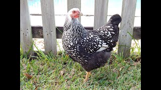 Silver Laced Wyandotte for backyard flocks and pets [upl. by Biebel95]