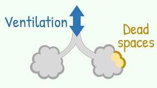 Meet the lungs  Respiratory system physiology  NCLEXRN  Khan Academy [upl. by Rebecka]