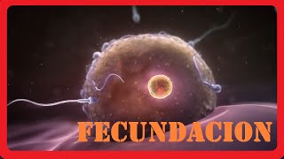 Como se forma un bebe  Fecundacion  Animado  Explicacion [upl. by Ed]