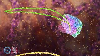 RNA Splicing [upl. by Betteann]