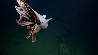 Ghostly Grimpoteuthis Octopus Glides By ROV Hercules  Nautilus Live [upl. by Yunick685]