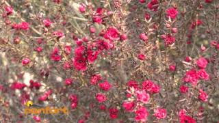 VIVERO ALEGRÍA  Leptospermum [upl. by Shaylynn]