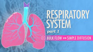 Respiratory System Part 1 Crash Course Anatomy amp Physiology 31 [upl. by Strep451]