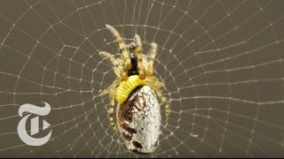 Zombie Spiders  ScienceTake  The New York Times [upl. by Nidia]