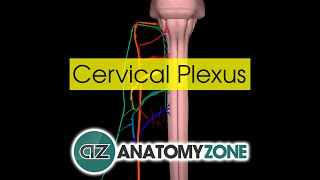 Cervical Plexus  Anatomy Tutorial [upl. by Mariana]