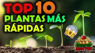 Los 10 Cultivos Que Crecen Más Rápido 🌱Huertos Urbanos  Huerto Adictos [upl. by Anujra]