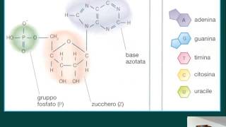 La struttura del DNA HD [upl. by Ainollopa]