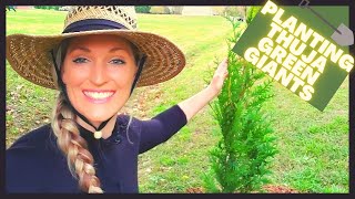 How To Plant Thuja Green Giant Arborvitae  Privacy Hedge [upl. by Flita670]