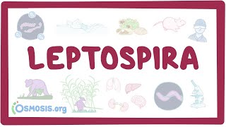 Leptospira  an Osmosis Preview [upl. by Favata]