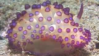 Science Today Nudibranchs  California Academy of Sciences [upl. by Anirazc577]