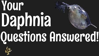 Daphnia Questions Answered [upl. by Cherri]