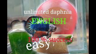 daphnia moina culture Easy way Unlimited production English  with sub Green water Chlorella [upl. by Dusen]