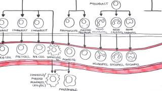 An introduction to Haematopoesis [upl. by Jacy]