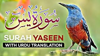 Surah Yaseen 36 Yasin With Urdu Translation By  Shaikh Al Sudais HD Arabic Text سورة يس [upl. by Natsirhc]