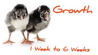 Wyandotte Chickens  Growth 16 weeks Beginner chics [upl. by Agon415]