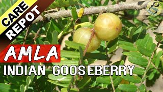 AMLA  How to grow and care Amla tree or Indian Gooseberry plant  Garden Tips in English [upl. by Aneekan]