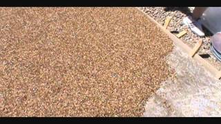 Pebblestone flooring driveway installation [upl. by Shorter259]