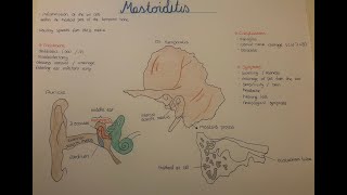 Mastoiditis etiology and pathogenesis Ear and Temporal bone anatomy [upl. by Nelhsa]