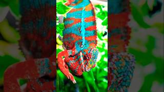 How Do Chameleons Change Colors [upl. by Errecart]