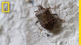 Fighting the Invasive Stinkbug  National Geographic [upl. by Asihtal]