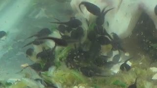 How and What to Feed Tadpoles Cooking With Chris [upl. by Abigale]