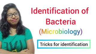 Identification of Bacteria MICROBIOLOGY [upl. by Marlane]