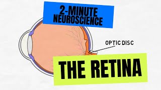 2Minute Neuroscience The Retina [upl. by Barrada392]