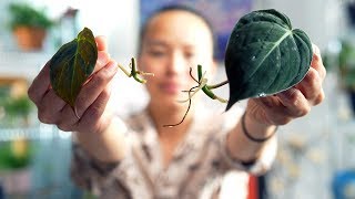 The BEST Method to Propagate a Philodendron Micans [upl. by Sibel692]