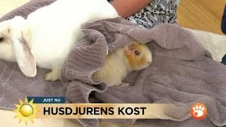 Kostråd till kaniner och marsvin  Nyhetsmorgon TV4 [upl. by Ardekan]