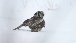 NORTHERN HAWK OWL CATCH MOUSE [upl. by Llenroc856]