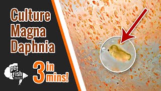 How to culture DAPHNIA MAGNA  The easy way [upl. by Relyuc369]