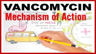 VANCOMYCIN Mechanism of Action [upl. by Schulze]