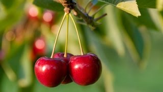 How to Grow Cherry Trees  Complete Growing Guide [upl. by Lars]